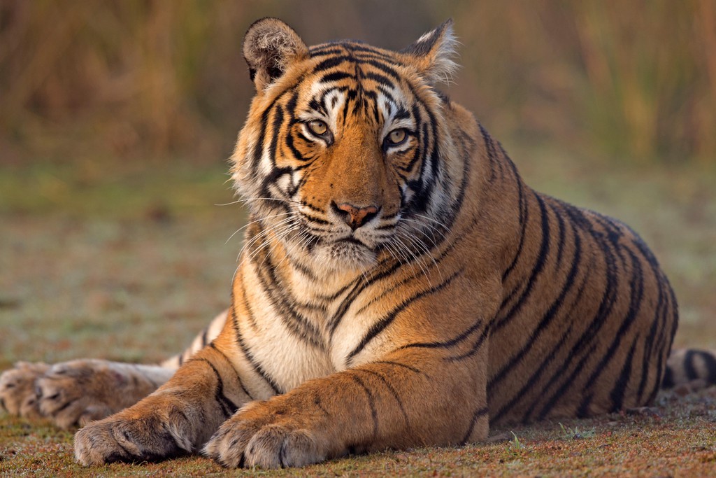 Chitwan Bengal tiger
