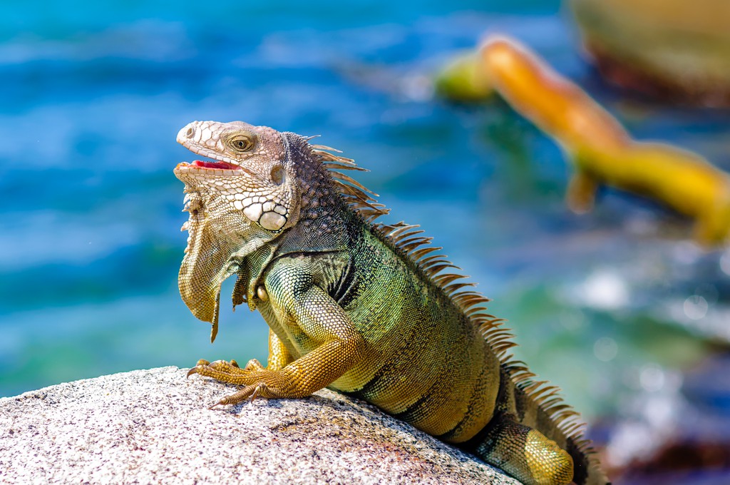 Iguana on a rock in National park Tayrona in Colombia