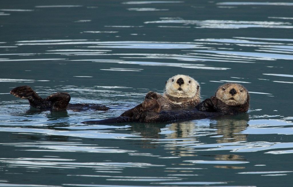 Sea Otters from Kenai Fjords National Park