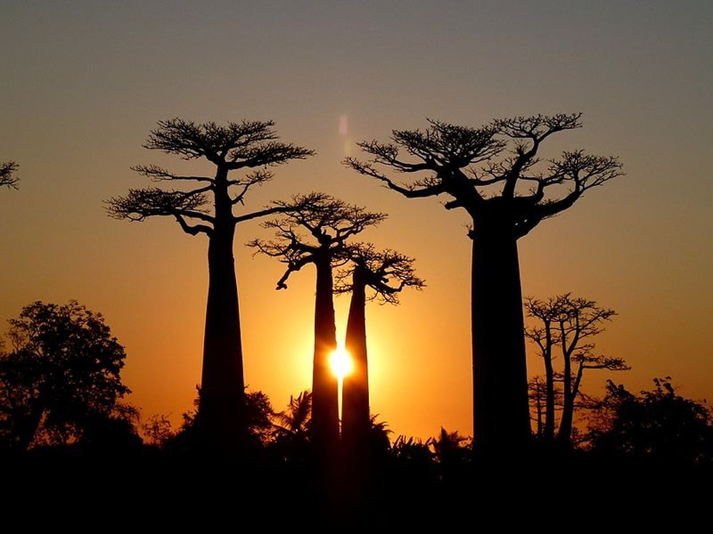 Sunset_Baobab_Avenue_Morondava_Madagascar_-_panoramio