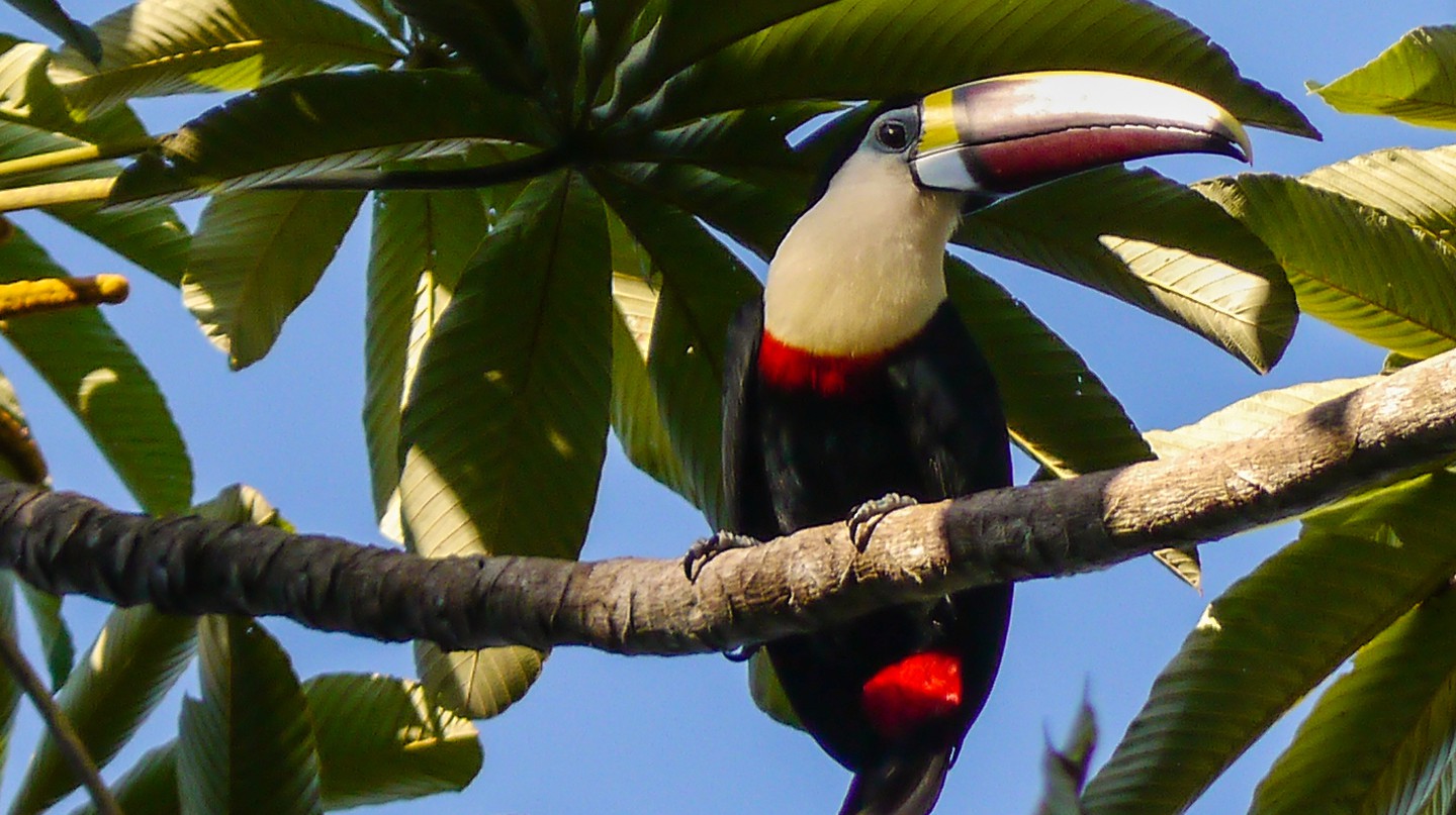 Iwokrama Rainforest, Guyana © MM / Wikicommons  	
