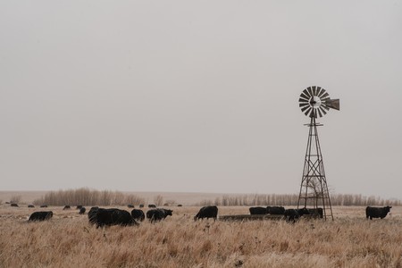 Kansas fields