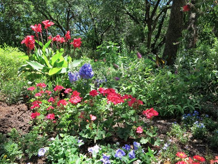 Austin has many beautiful, lush gardens