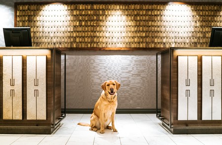 The Fairmont's Canine Ambassador, Ella | © Fairmont Hotels Vancouver
