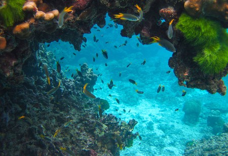 Andaman sea marine life