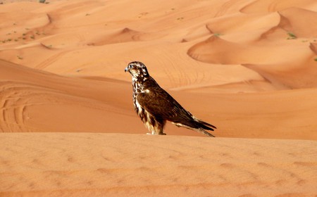 Falcon in the Sharjah desert