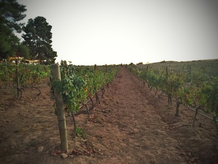 Mexican vineyards │