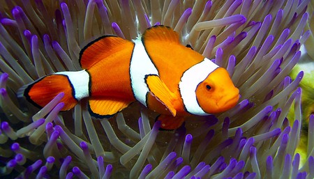 Clownfish at Reef HQ, Townsville
