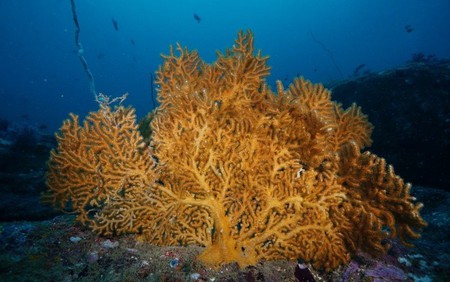 Coral reef off the coast of Sri Lanka