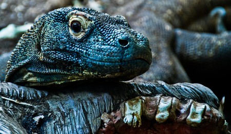 11 Facts About The Komodo Dragon, Indonesia's National Animal