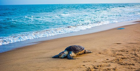 Olive Ridley Turtles | ©Pinku Haldar/WikiCommons