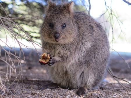 The 10 Cutest Animals in Australia
