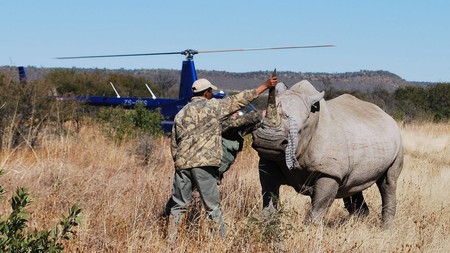 Microchipping a rhino in Madikwe 