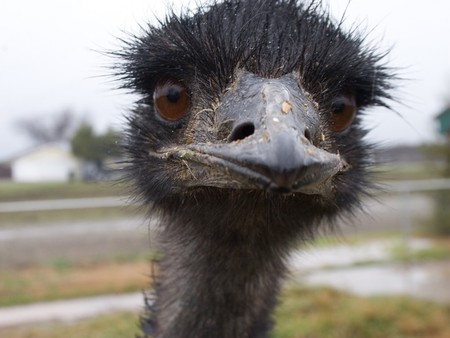 Emu: 11 Facts About Australia's National Bird