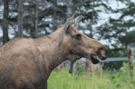 Alaskan moose