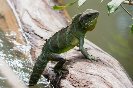 Lizard in Khao Yai National Park, Nakhon Ratchasima