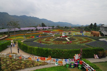 One of Nakhon Ratchasima's many flowery farms