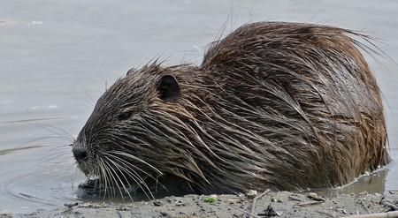 Coypu numbers are on the rise in Italy