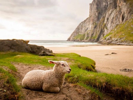 A lamb having kos time in Lofoten