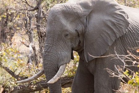 Interact with the mighty elephants of the Okavango Delta 