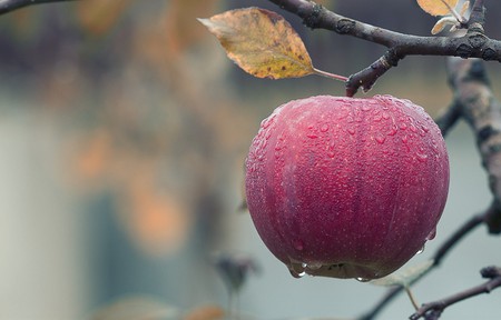 A ripe apple in fall 