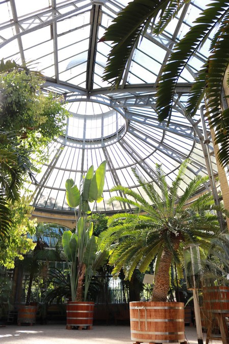 Oasis in the City: Inside Amsterdam's Hortus Botanicus