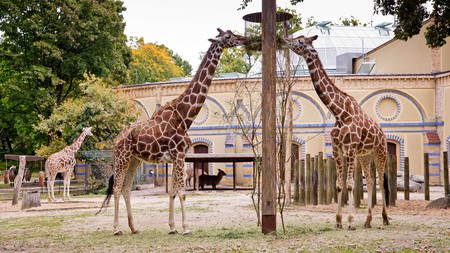 The Berlin Zoological Garden is home to one of the world's most diverse collections of animals