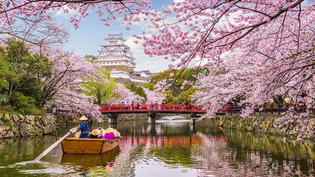 Himeji Castle is one of the top cherry blossom viewing spots in Japan