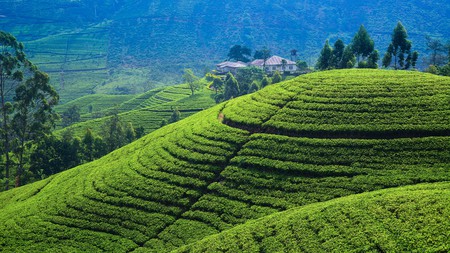 The best way to see the beautiful tea plantations of Sri Lanka is by going on a tour or hiring a guide