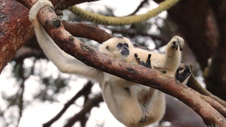 This female golden-cheeked gibbon is just one of the rescued primates at Monkey World