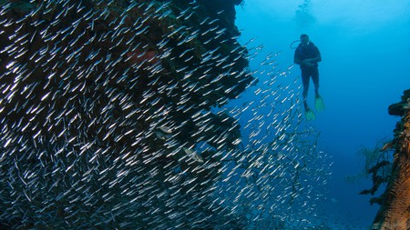 Hol Chan Marine Reserve is a premier dive spot in Belize