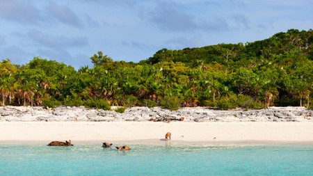 There a several places in the Bahamas to frolic in bath-warm waters with adorable pigs and piglets