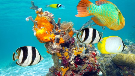 In Cuba, coral reefs burst with colourful fish, sea sponges and tube worms
