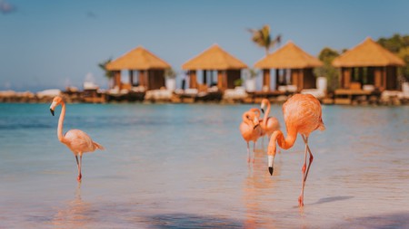 Get a flavour of Aruba with a stroll on the beach to see the flamingos