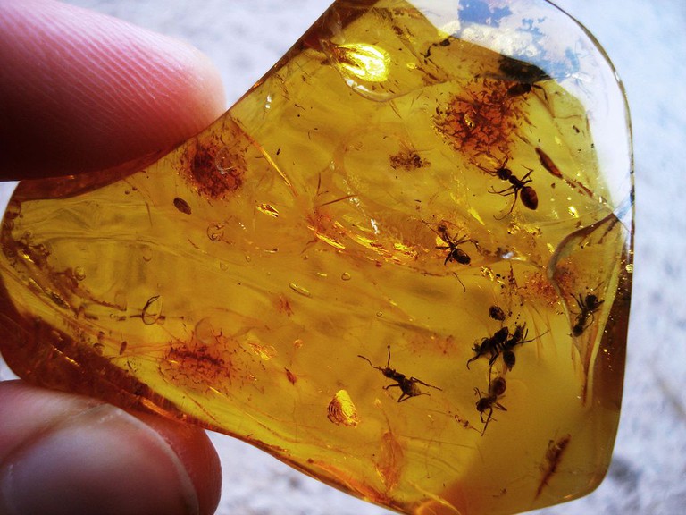 Ants visible in a piece of polished amber. They were trapped about 40-50 million years ago. |© Anders L. Damgaard/Wikicommons
