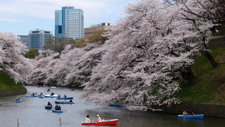 Cherry Blossoms © Suneo1999 / Pexels