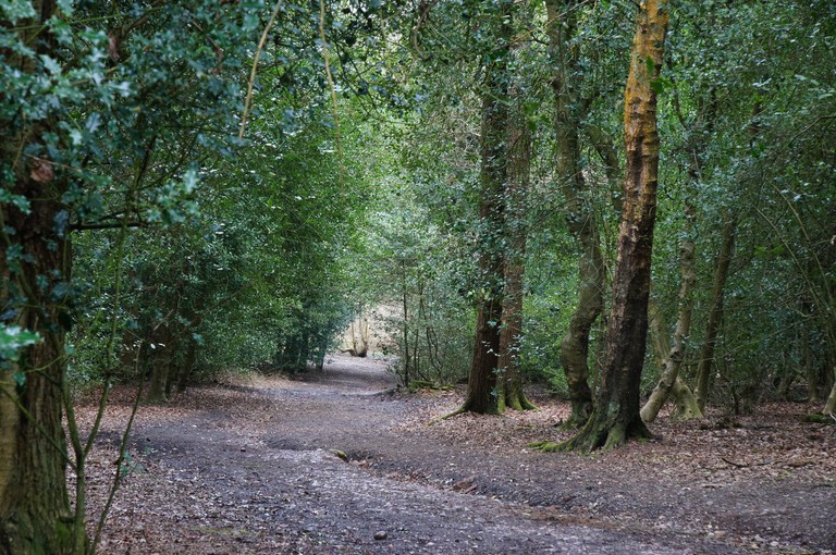 Trees at Sutton Park