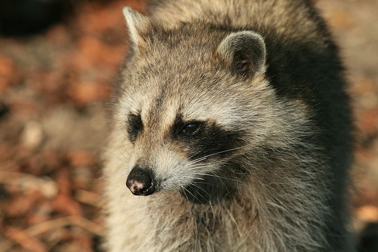 Portrait of a raccoon