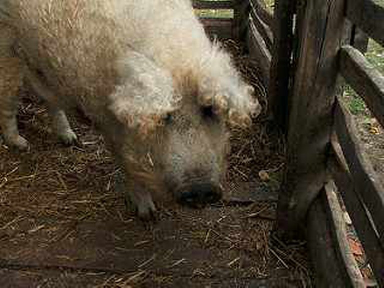 Mangalica, Hungarian bred pig