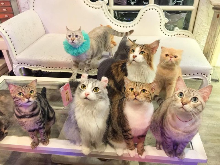 Cats at Caturday Cat Cafe