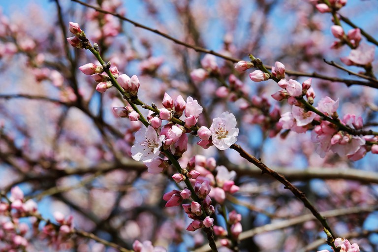 Cherry trees in the gardens