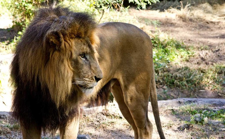 Lion at Busch Gardens, Tampa