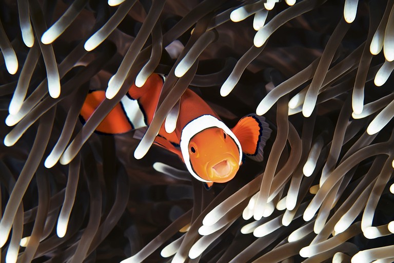 Clown fish, Great Barrier Reef, Australia