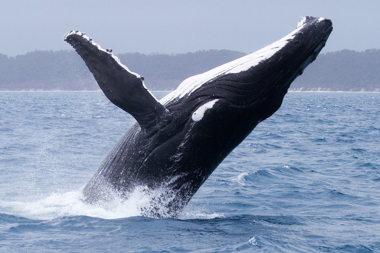 Humpback whale in Hervey Bay © Tchami / Flickr