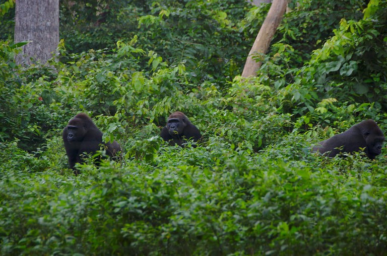 Ecopark Yaounde