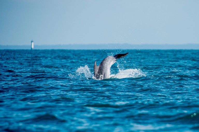 Participez a l'observation des grands dauphins a Port-MerExperience bretonne