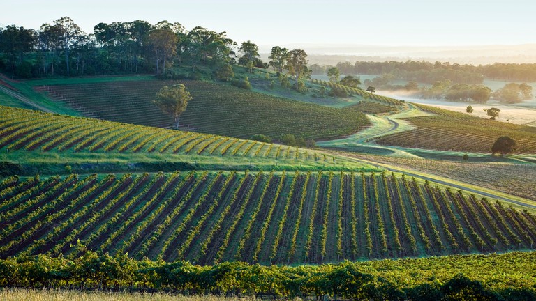Early morning in the vineyards, Hunter Valley