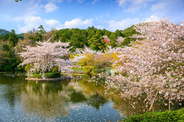 Kyoto, Japan springtime at Ryoanji Temple's pond.