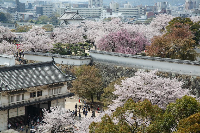Beautiful cherry blossoms at Himeji Castle in Japan
