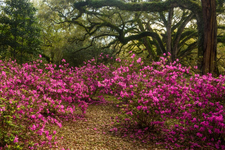 Flowering azaleas and southern live oak in early spring, Jungle Gardens, Avery Island, Louisiana, USA
